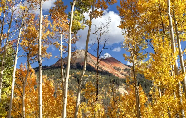 Autumn, forest, clouds, light, trees, mountains, blue, branch