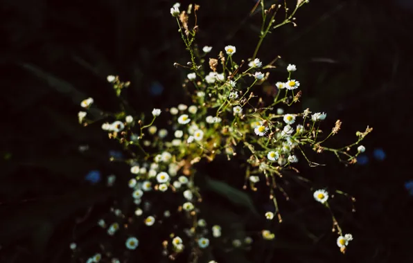 Flowers, Nature, Flower, Plant, Daisy, Plants, Nature, Flower