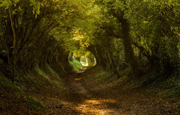 Forest, trees, track, the tunnel