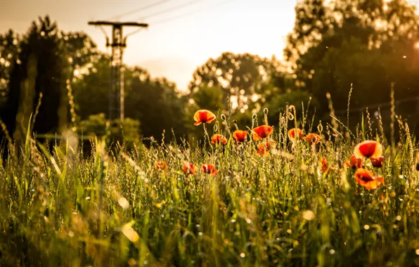 Field, summer, the sky, light, trees, sunset, flowers, nature