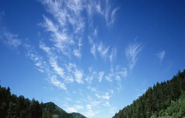 Picture forest, the sky, Clouds