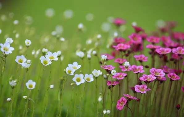 Picture field, flowers, blur, pink, white