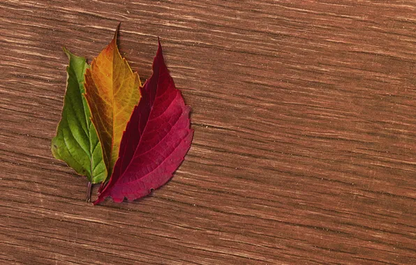 Picture leaves, surface, tree, colorful, autumn