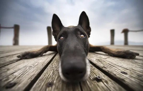 Wallpaper look macro dog nose for mobile and desktop section resolution 2048x1365 download