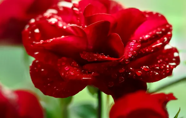 Picture water, drops, flowers, Rosa, roses, petals