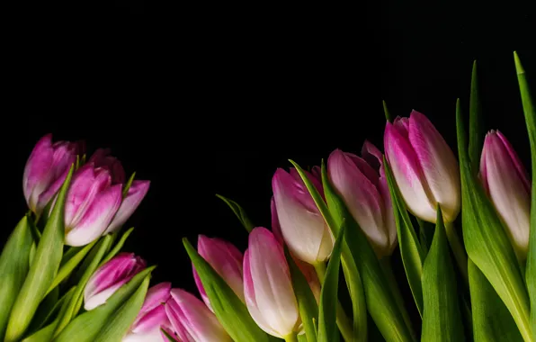 Picture flowers, bouquet, tulips, pink, pink, flowers, tulips