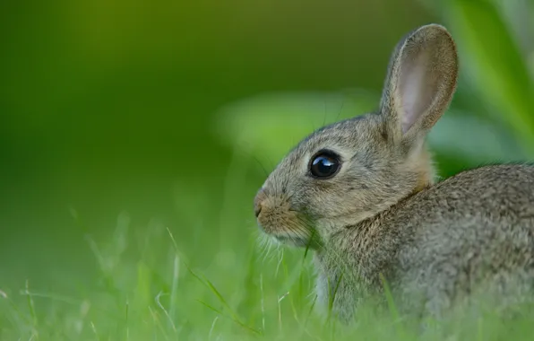 Grass, look, nature, grey, glade, hare, portrait, rabbit
