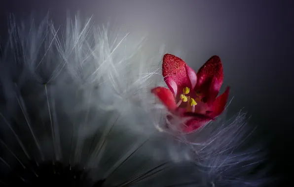 Picture flower, nature, petals, blade of grass