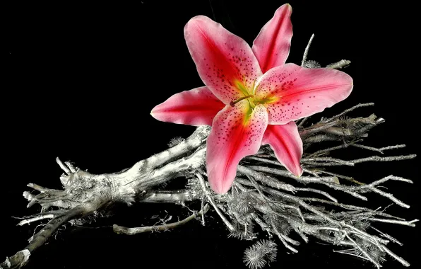 Picture flower, background, branch