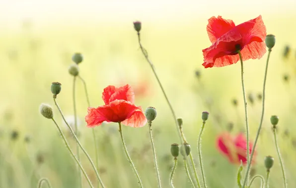 Field, summer, flowers, red, Maki, seeds