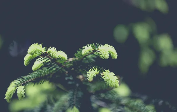 Picture spruce, branch, needles, bumps, young, photo, photographer, shoots