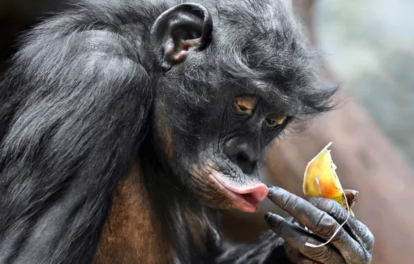 Picture animal, ape, pygmy chimpanzee