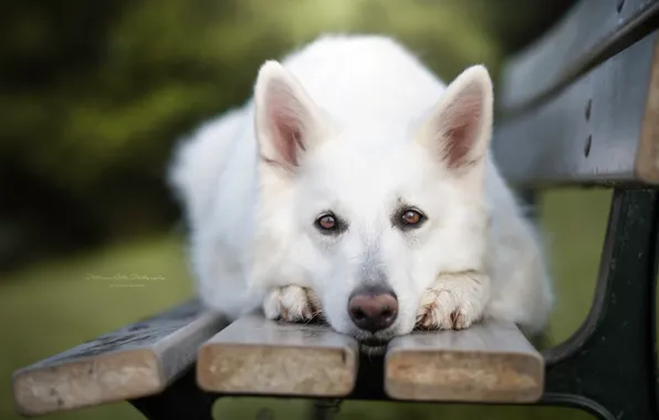 Look, face, dog, bench, The white Swiss shepherd dog