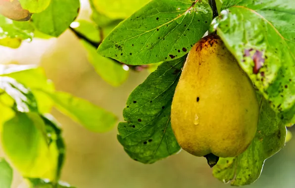 Foliage, branch, pear, yellow, ripe