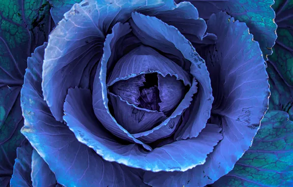 Picture purple, leaves, macro, color, food, beautiful, beauty, plug