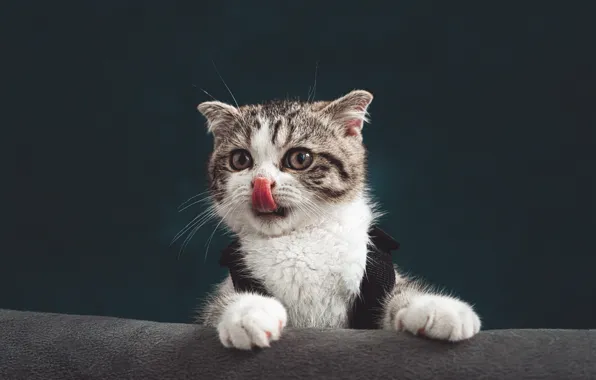Language, cat, look, pose, the dark background, kitty, grey, sofa