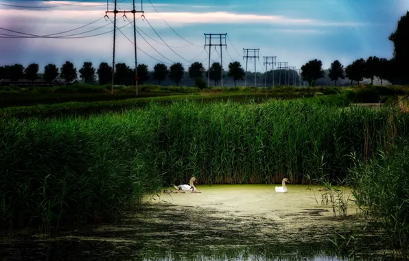 Picture pond, swans, power lines