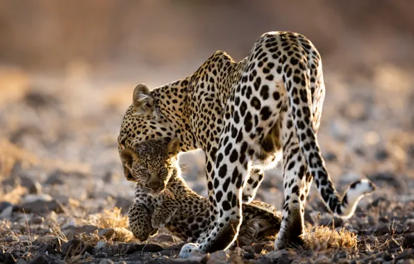 Cub, kitty, wild cats, leopards