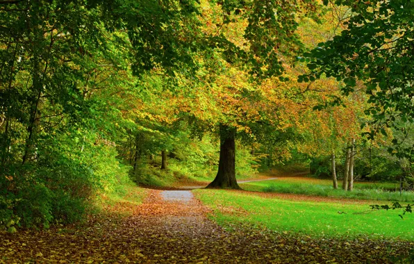 Picture road, autumn, forest, leaves, trees, nature