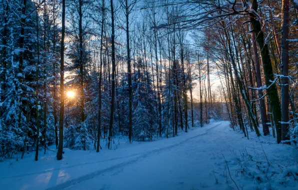 Winter, forest, the sun, rays, snow, trees, sunset, traces