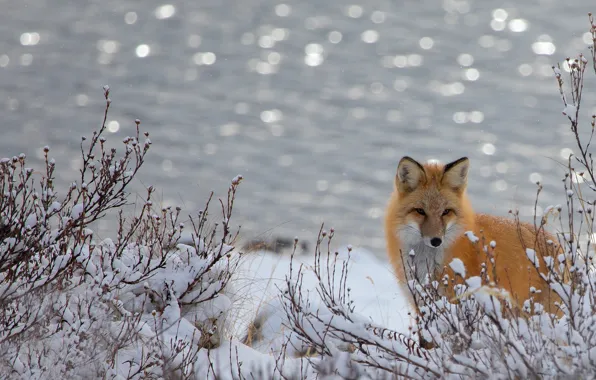 Picture winter, snow, branches, background, Fox, pond, bokeh