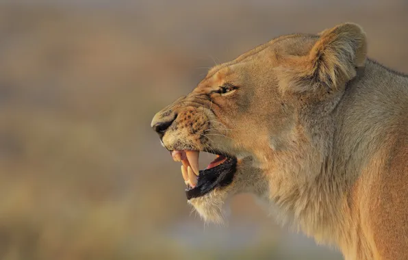Cat, face, background, portrait, fangs, grin, profile, lioness