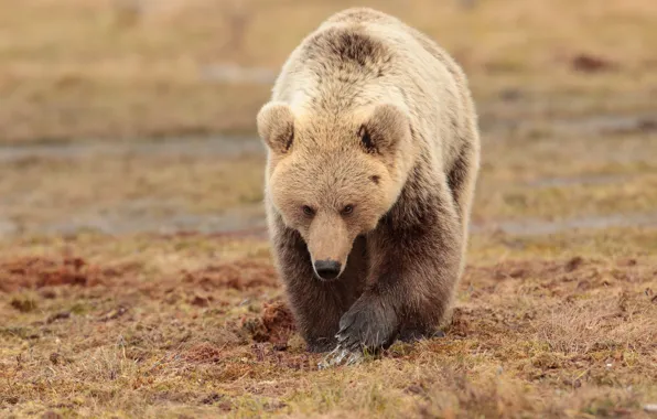 Face, water, nature, pose, glade, paws, bear, walk