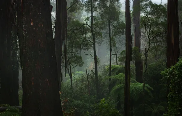 Picture forest, trees, nature, fern