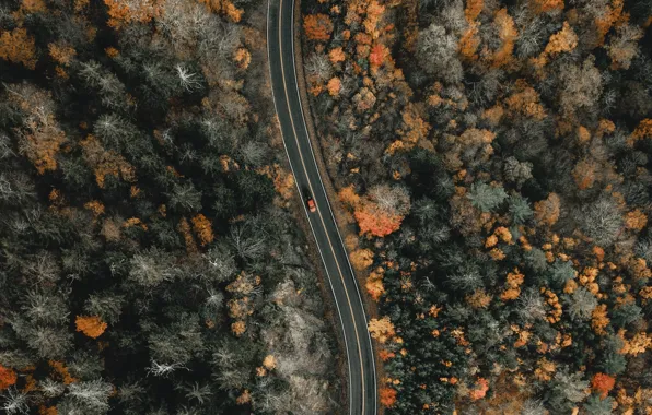 Road, machine, autumn, forest, trees, landscape, nature, the view from the top