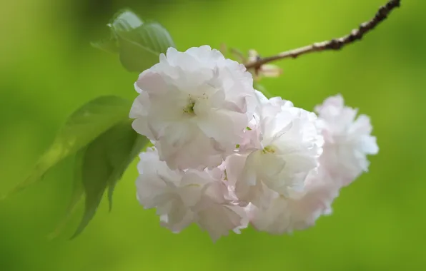 Picture macro, cherry, branch, spring, Sakura, flowering, flowers