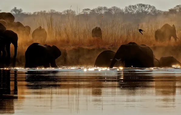 Nature, river, elephant, the herd