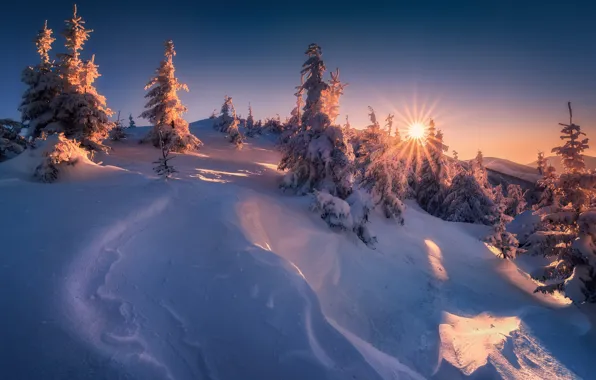 Winter, the sun, snow, trees, the snow, Slovakia