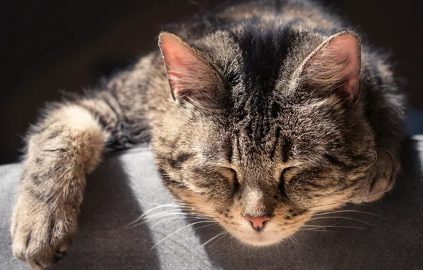Cat, cat, sleep, muzzle, sleeping cat
