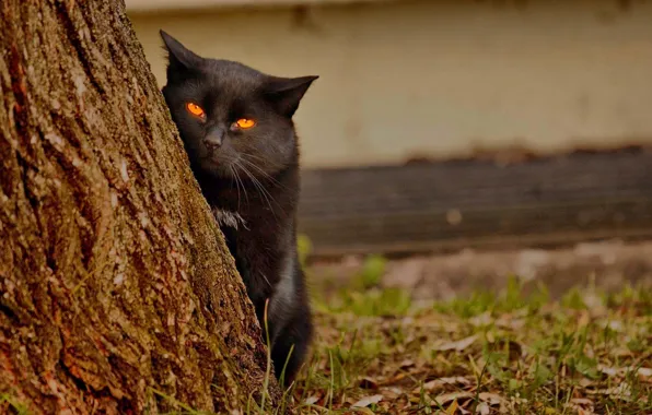 Picture cat, animal, spy cat