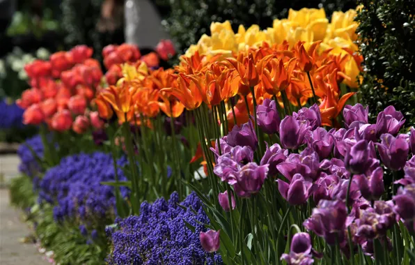 Picture tulips, buds, Muscari, hyacinth mouse