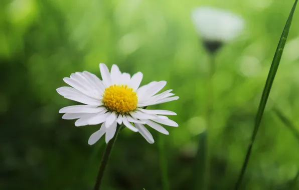 Picture greens, grass, petals, blur, Daisy