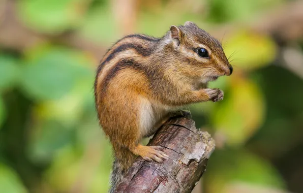 Pose, Chipmunk, face, bitches, rodent