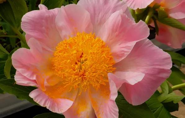 Flowers, widescreen, Wallpaper, spring, wallpaper, widescreen, background, the Wallpapers