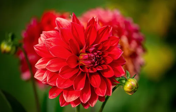 Macro, light, petals, Dahlia