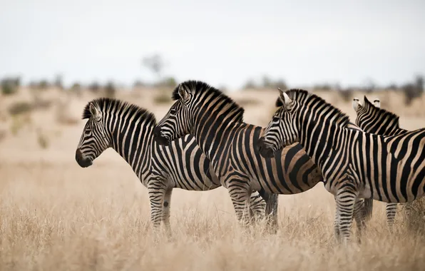 Picture field, savanna, zebras, standing, stove
