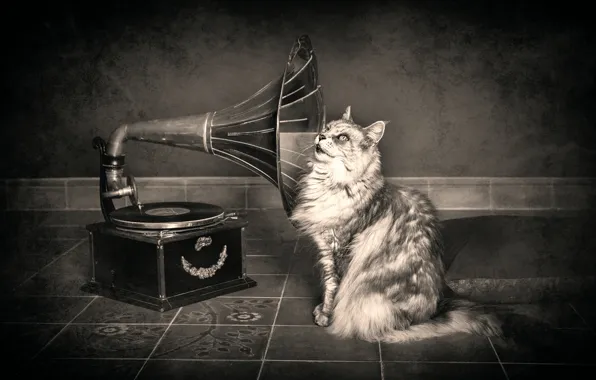 Picture cat, gramophone, hearing