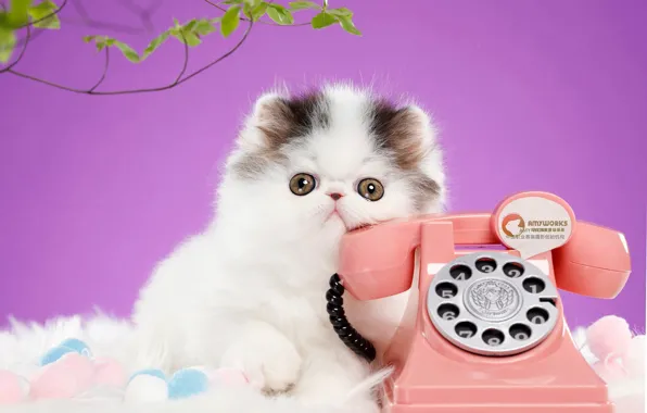 Cat, look, pose, kitty, background, lilac, muzzle, phone