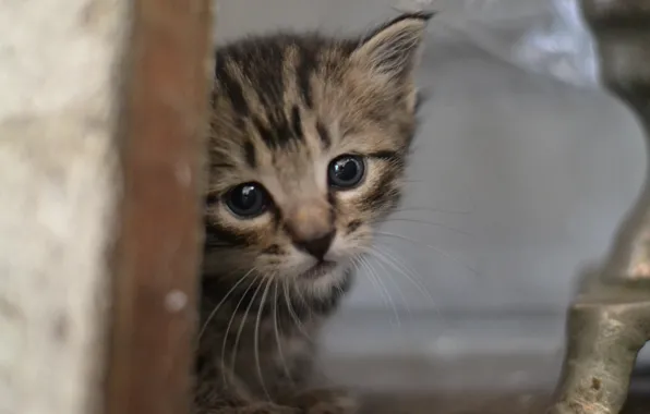 Picture kitty, gray, Peeps