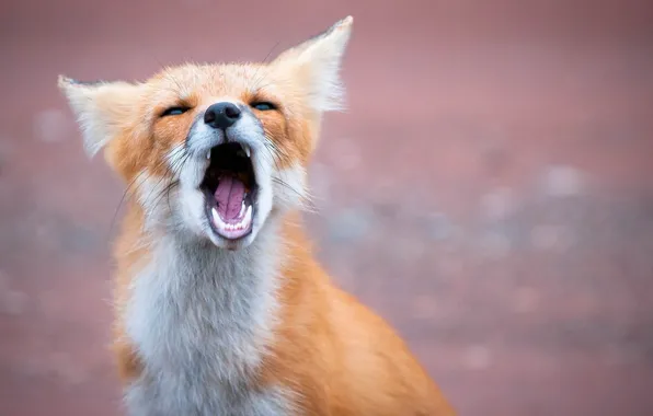 Face, mouth, Fox, red, Fox