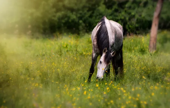 Field, face, flowers, nature, pose, horse, horse, blur
