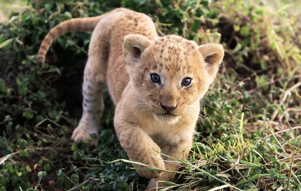 Picture the world, day, lion