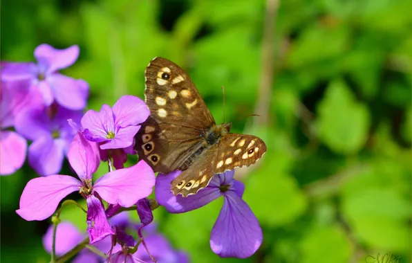 Macro, Butterfly, Macro, Purple flowers, Butterfly, Purple flowers