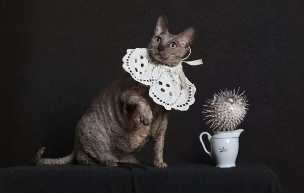 Cat, cat, look, face, pose, the dark background, table, grey
