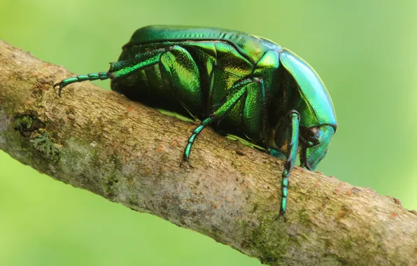 Macro, sprig, beetle, insect, Wallpaper from lolita777, brantovka Golden