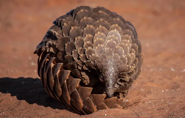 Sand, desert, pangolin